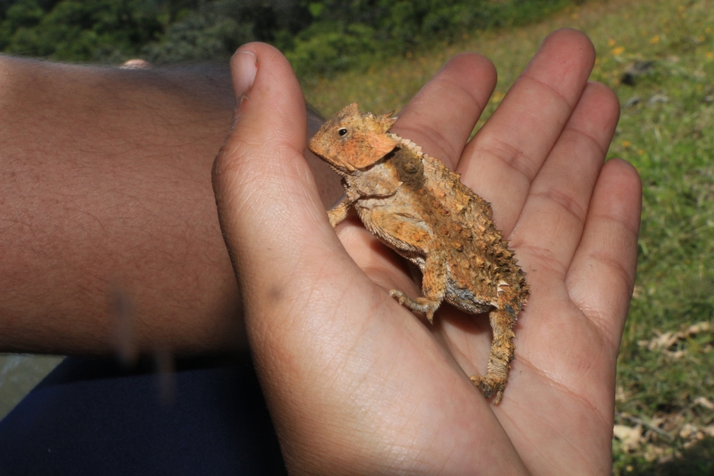 Short-Tail Horned Lizard