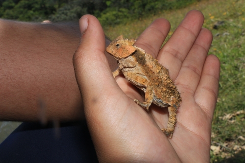 Short-tail Horned Lizard