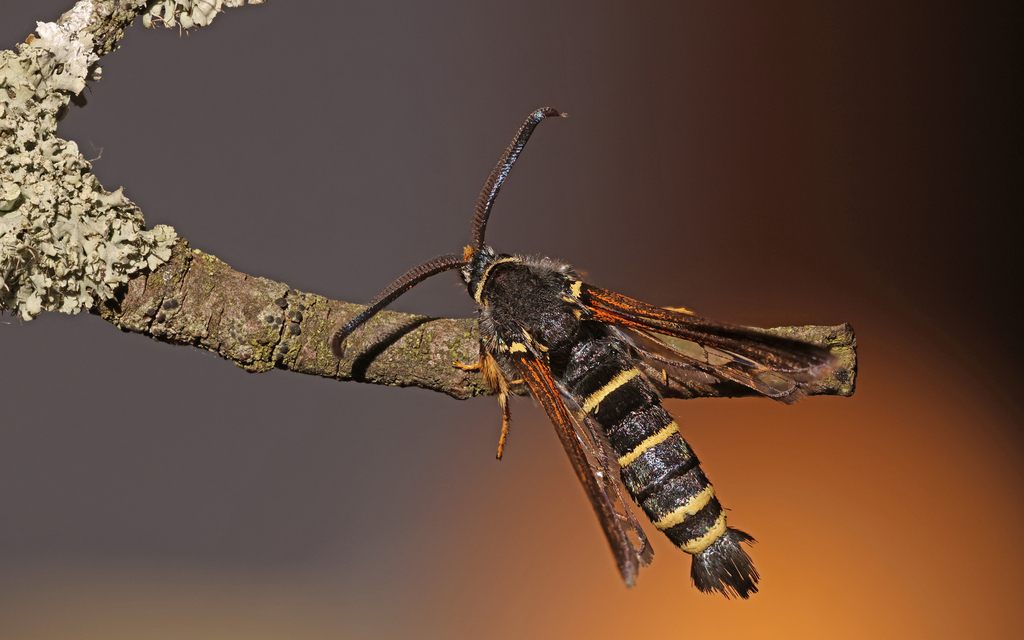 Dusky Clearwing