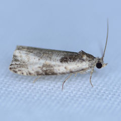 Olethreutes malana