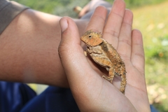 Phrynosoma braconnieri