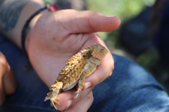 Phrynosoma braconnieri