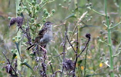 Anthus hellmayri