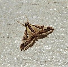 Agrioglypta excelsalis