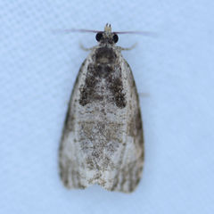 Olethreutes malana