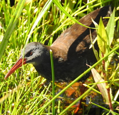 Rallus caerulescens