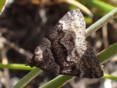 Dichromodes ainaria