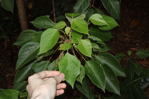 Image of Mallotus nesophilus by (c) Thomas Mesaglio, some rights reserved (CC BY)