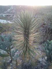 Yucca filifera