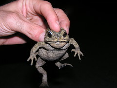 Duttaphrynus melanostictus