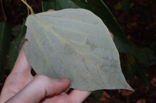 Image of Mallotus nesophilus by (c) Thomas Mesaglio, some rights reserved (CC BY)