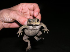 Duttaphrynus melanostictus