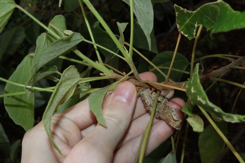 Image of Mallotus nesophilus by (c) Thomas Mesaglio, some rights reserved (CC BY)