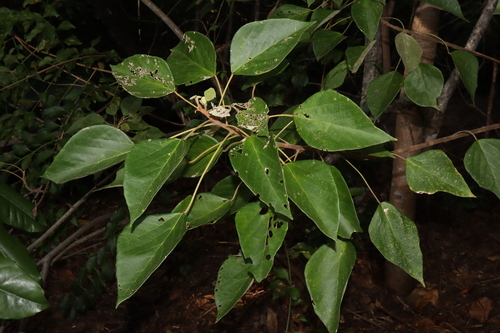 Image of Mallotus nesophilus by (c) Thomas Mesaglio, some rights reserved (CC BY)