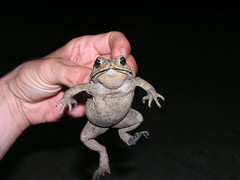 Duttaphrynus melanostictus