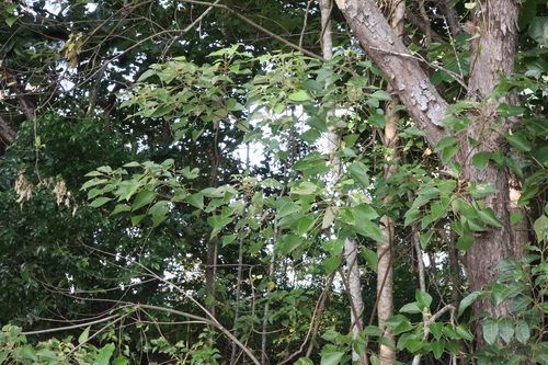 Image of Mallotus nesophilus by (c) Thomas Mesaglio, some rights reserved (CC BY)