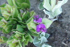 Polygala amatymbica