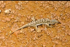 Eremias arguta arguta