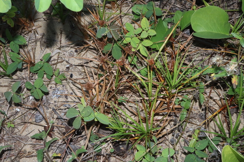 Image of Cyperus pedunculatus by (c) Thomas Mesaglio, some rights reserved (CC BY)