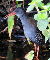 Rallus caerulescens