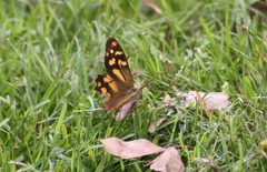 Heteronympha banksii