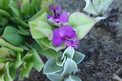 Polygala amatymbica