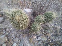Coryphantha octacantha