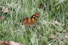 Heteronympha banksii