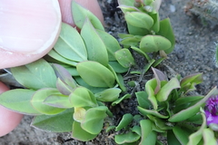 Polygala amatymbica