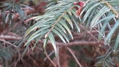 Taxus wallichiana