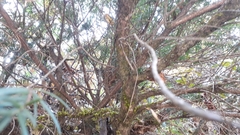 Taxus wallichiana