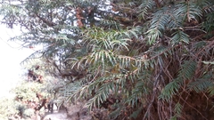 Taxus wallichiana