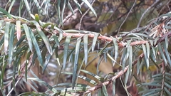 Taxus wallichiana