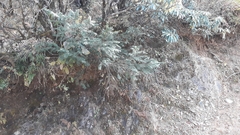 Taxus wallichiana