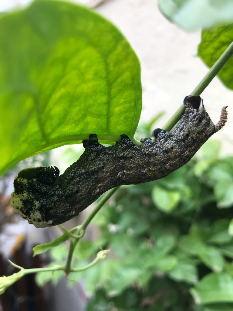 Death's Head Hawkmoth