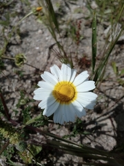Cladanthus mixtus