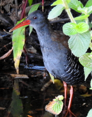 Rallus caerulescens