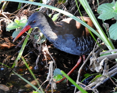 Rallus caerulescens