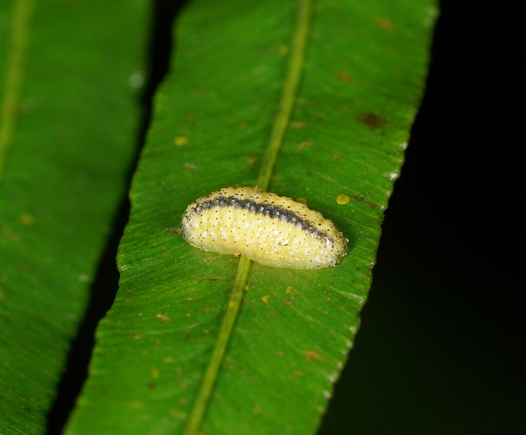 Gonipterini from Toolangi VIC 3777, Australia on June 1, 2023 at 1012