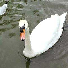 Cygnus olor