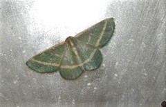 Mixocera latilineata