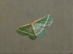 Mixocera latilineata