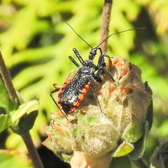 Rhynocoris tristis