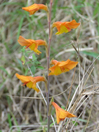 Gladiolus aurantiacus