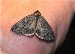 Crioa acronyctoides