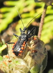 Rhynocoris tristis