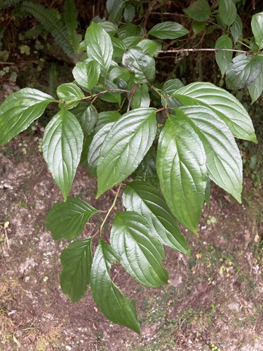 Rhamnus liukiuensis iNat (1)