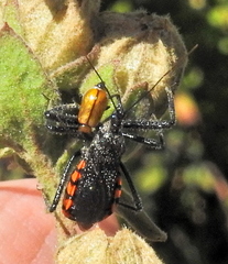 Rhynocoris tristis