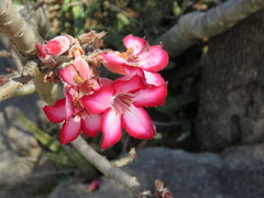 Adenium multiflorum