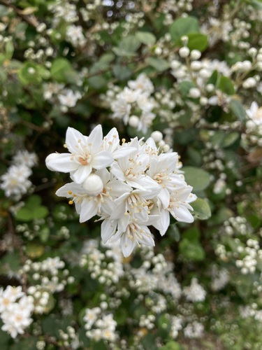Deutzia naseana iNat (1)